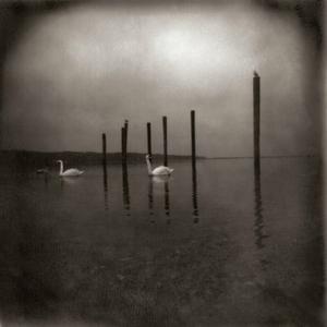 Conferenco Of The Birds