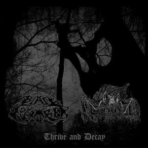 Thrive & Decay (BLACK SEPTEMBER / THOU)