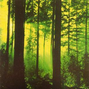Forests Of Witchery